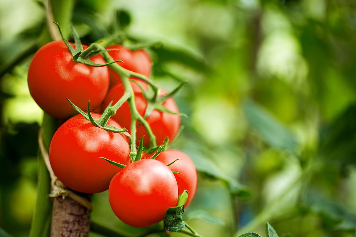 GENETICALLY EDITED TOMATOES TO BOLSTER VITAMIN D